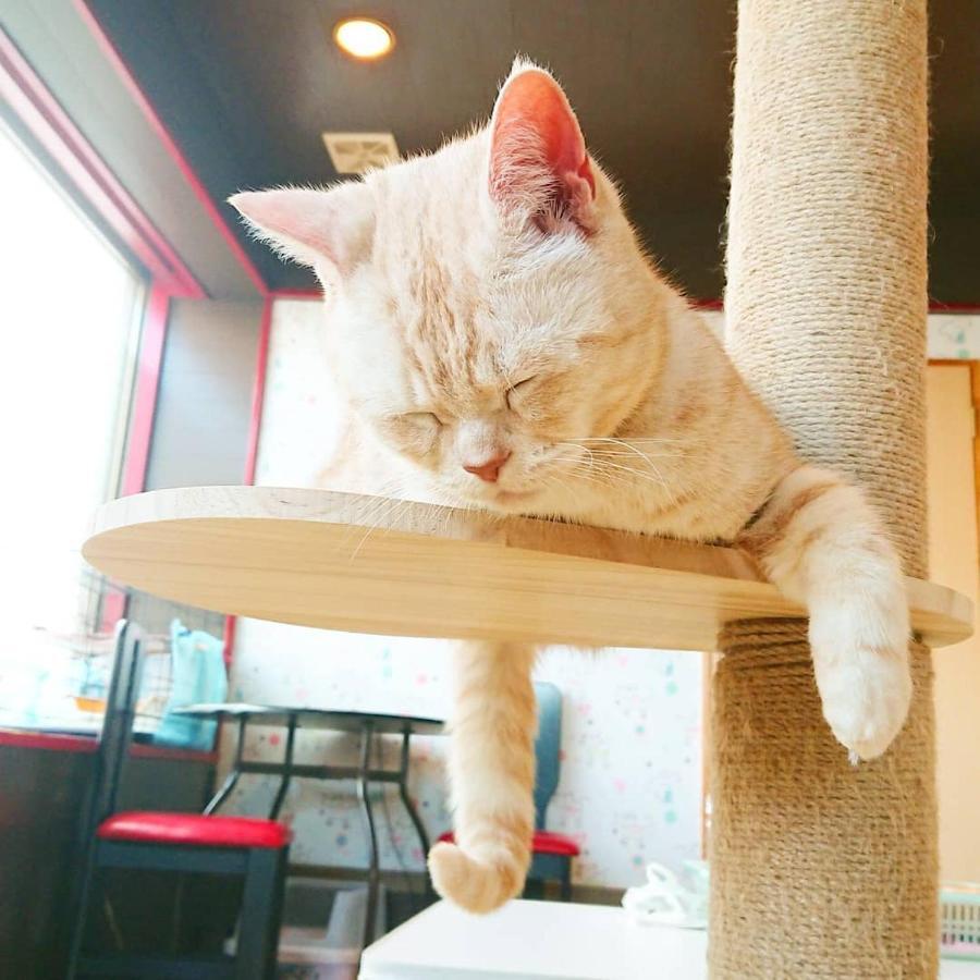 猫と断食の宿 Cat Inn Neko Kunisaki Exterior foto