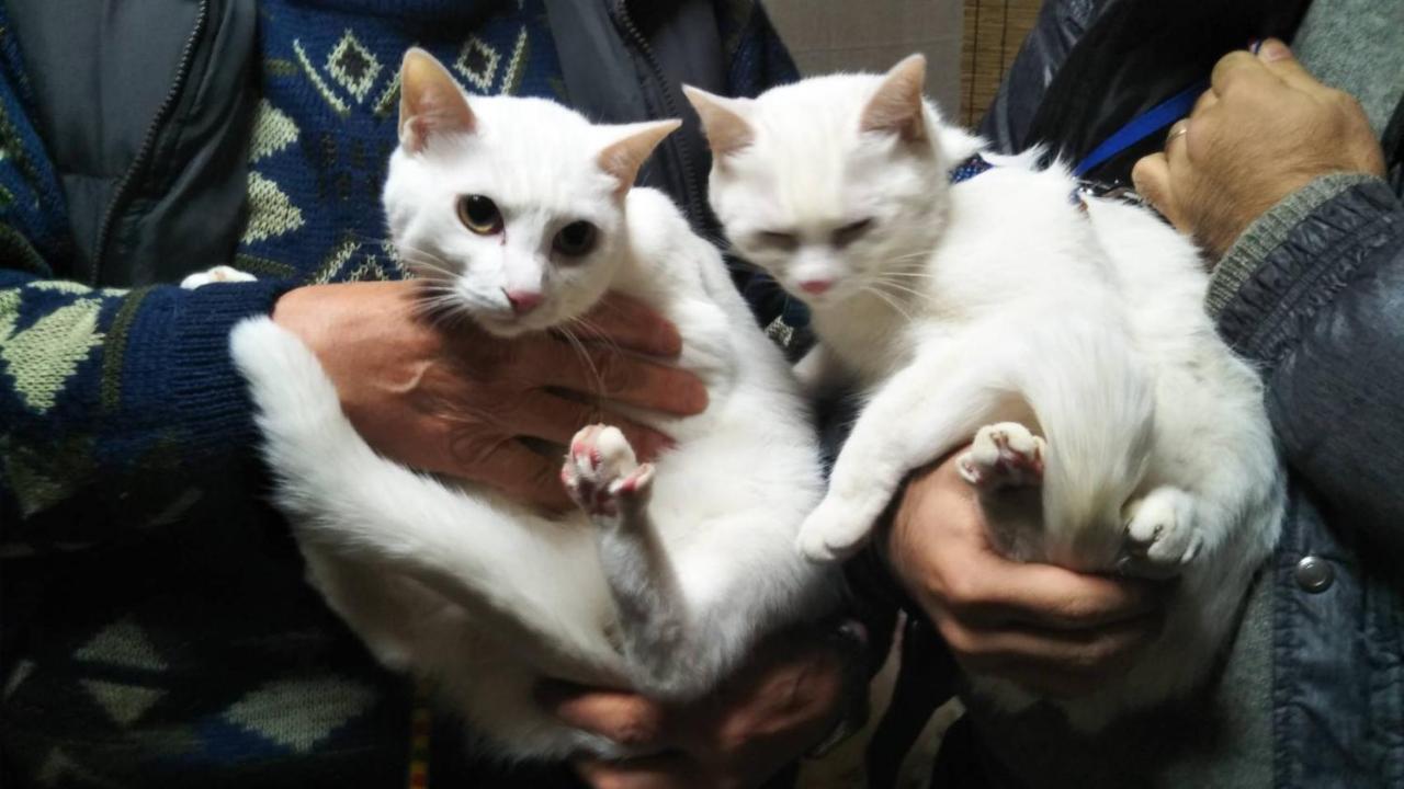 猫と断食の宿 Cat Inn Neko Kunisaki Exterior foto